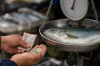 Unas manos sostienen billetes y monedas junto a una balanza de metal que contiene un pescado fresco.
