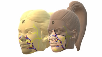 Ilustración médica que detalla las