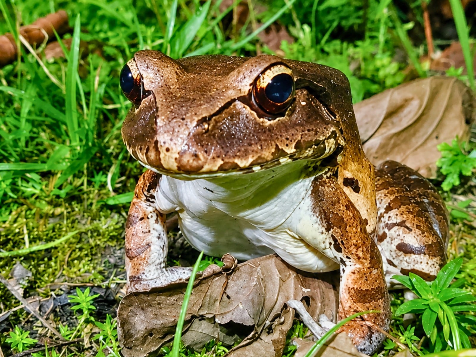 Científicos peruanos usan sonidos del bosque amazónico para detectar el avance de la actividad humana sobre la biodiversidad