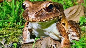 Científicos peruanos usan sonidos del bosque amazónico para detectar el avance de la actividad humana sobre la biodiversidad