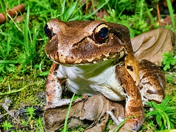 Rana de color pardo y blanco con ojos grandes, rodeada de hojas secas, musgo y hierba verde en primer plano