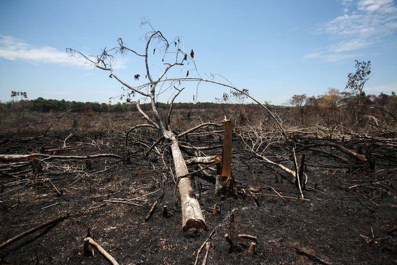 La deforestación está asociada con sequías, incendios forestales y pérdidas económicas globales, advierten inversionistas institucionales. (REUTERS/Luisa González)