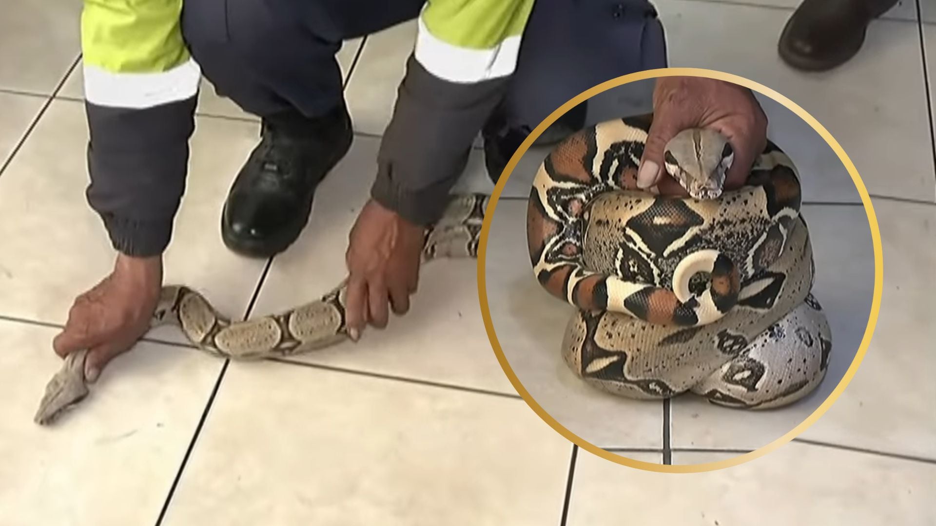 Aparece Boa de casi 2 metros en el Río Rímac de Perú