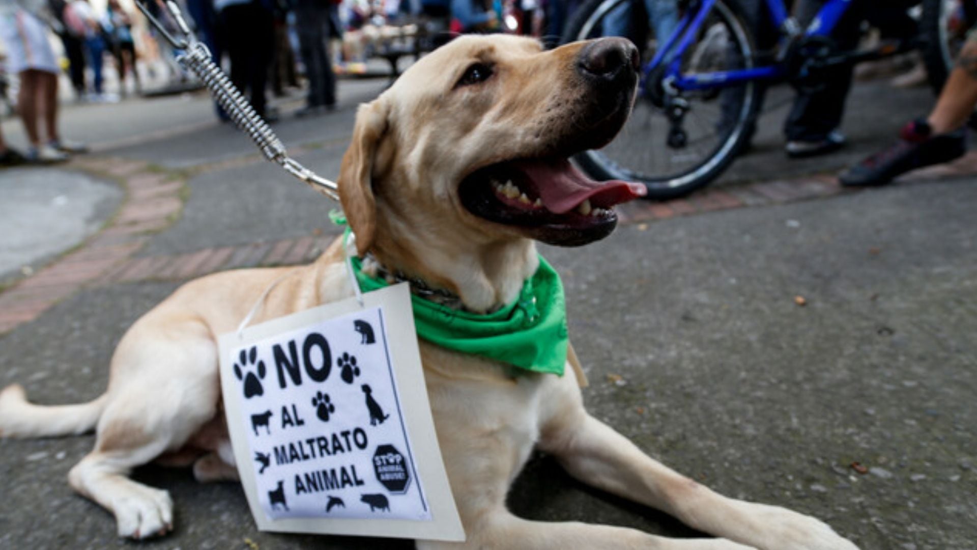 El caso desató indignación en el territorio nacional, donde los demás cuidadores de mascotas piden avances en la investigación - crédito Colprensa