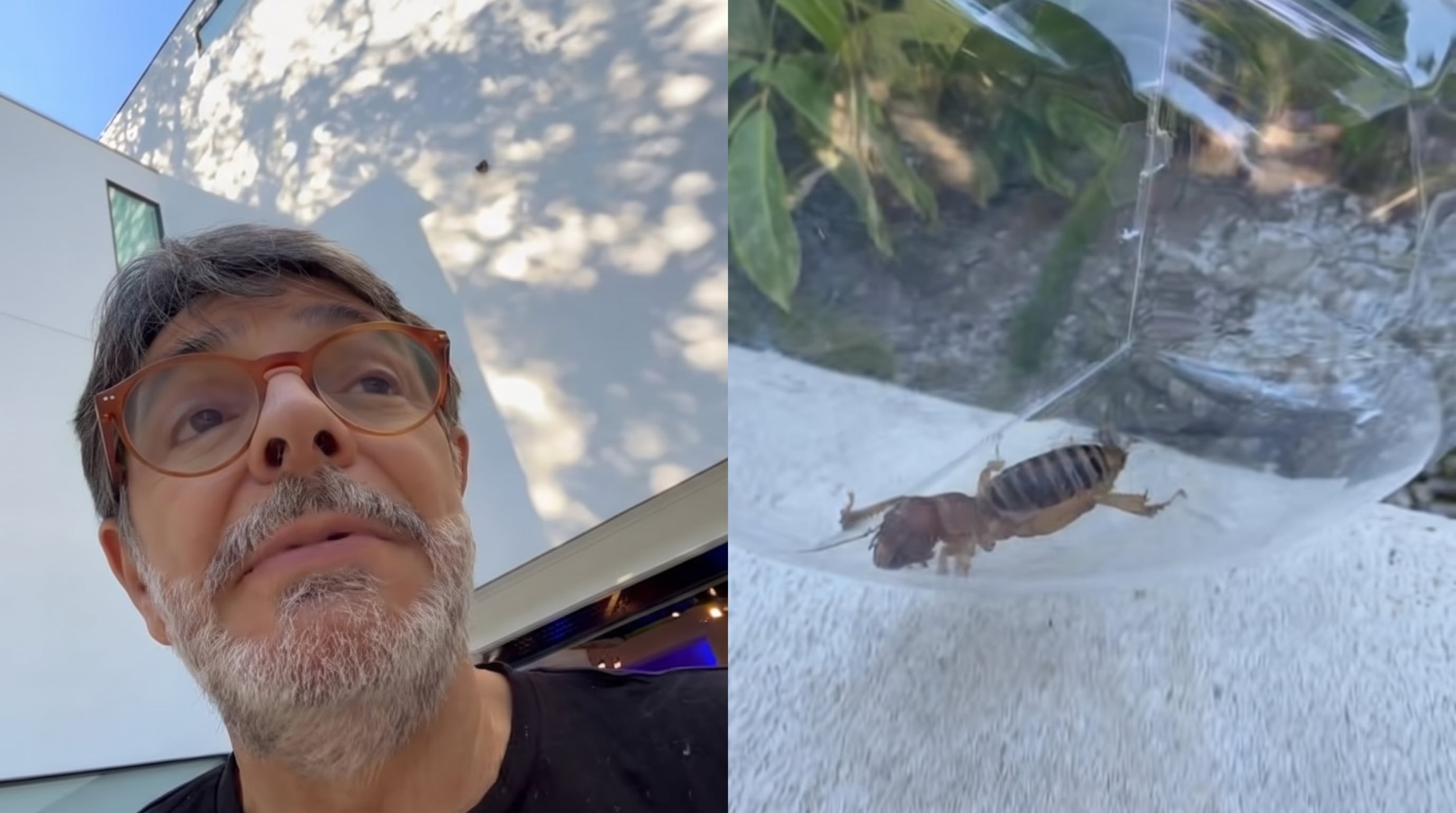 Eugenio Derbez da lección sobre cuidado de la naturaleza: rescata un bicho “cara de niño” y explica por qué no hay que dañarlos