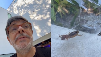 Eugenio Derbez da lección sobre cuidado de la naturaleza: rescata un bicho “cara de niño” y explica por qué no hay que dañarlos