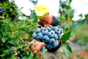 El monto máximo para asociados