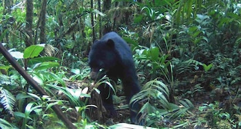 Un oso de anteojos fue registrado por cámaras trampa en la zona rural del municipio de Manta, en Cundinamarca - crédito @Alfred_Balle/X