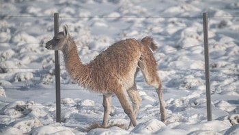 guanacos situación actual