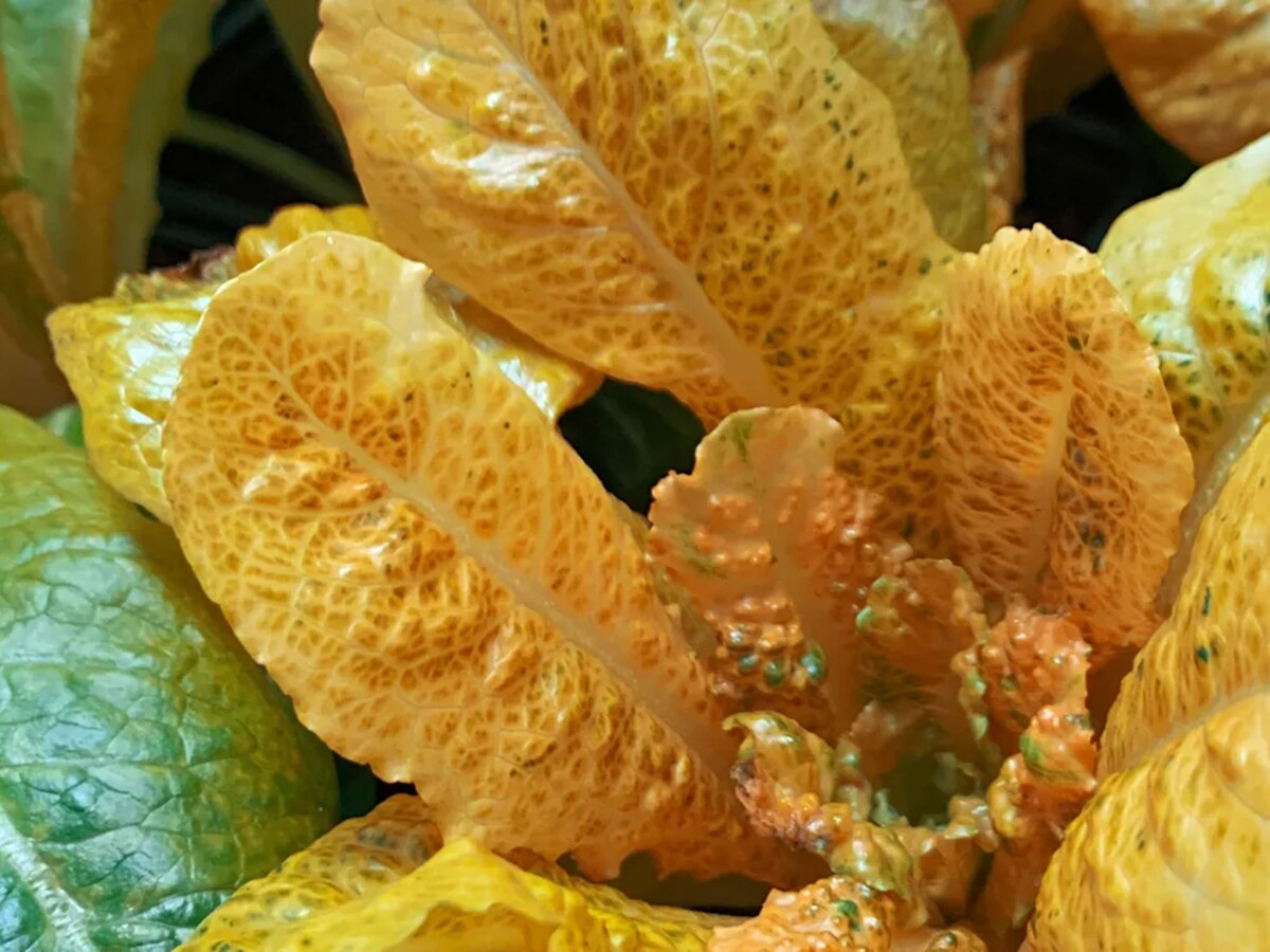 Las lechugas doradas son una realidad y son más efectivas que medicamentos de farmacia 2 Merca2.es Las lechugas doradas para mejorar nuestra nutrición y protección