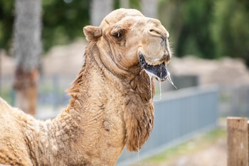 El Parque de las Leyendas