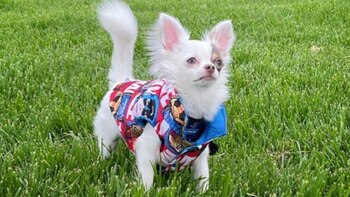 Perro murió en medio de