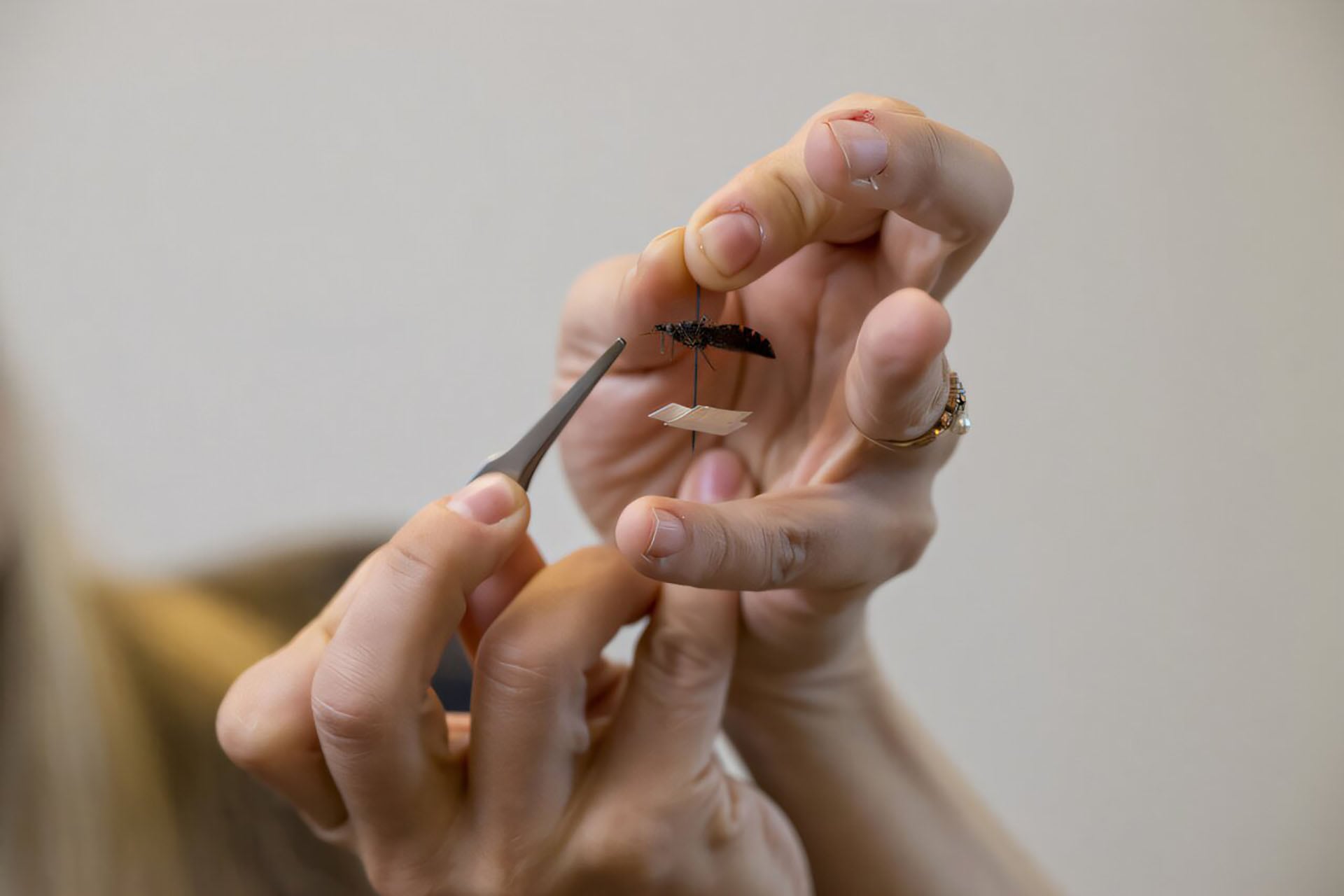 La enfermedad de Chagas está asociada al parásito Trypanosoma cruzi, que las vinchucas pueden transportar y transmitir a través de sus heces (Kathy F. Atkinson, Jennifer K. Peterson)