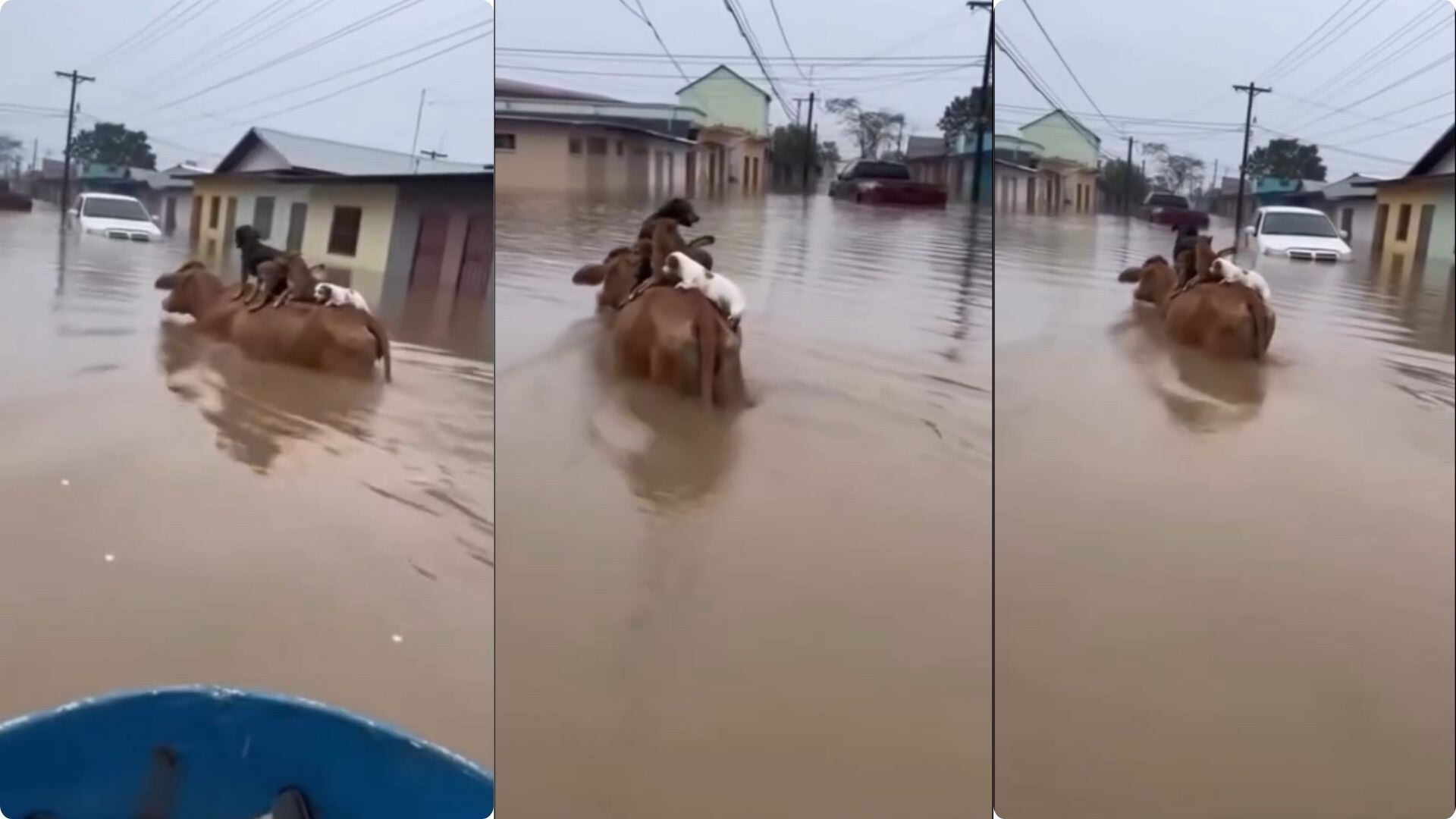 La image de una vaca cargando a unos perritos fue vista durante las inundaciones en Córdoba - crédito captura de pantalla