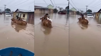 Se hizo viral video de