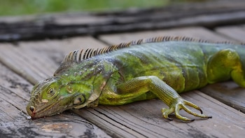 Las iguanas verdes en el