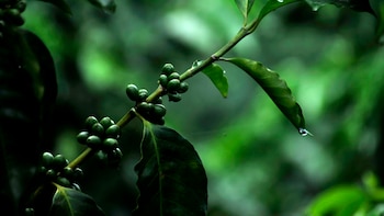 El INAB impulsa Probosque entre caficultores para ampliar los sistemas agroforestales en Guatemala