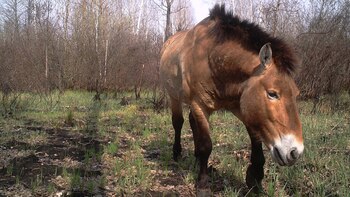 fOTO: Macho de caballo de