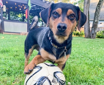 Un perro oscuro y canela, similar a un Black and Tan Terrier con rasgos de Dachshund, posa con una pata sobre un balón de fútbol en césped verde