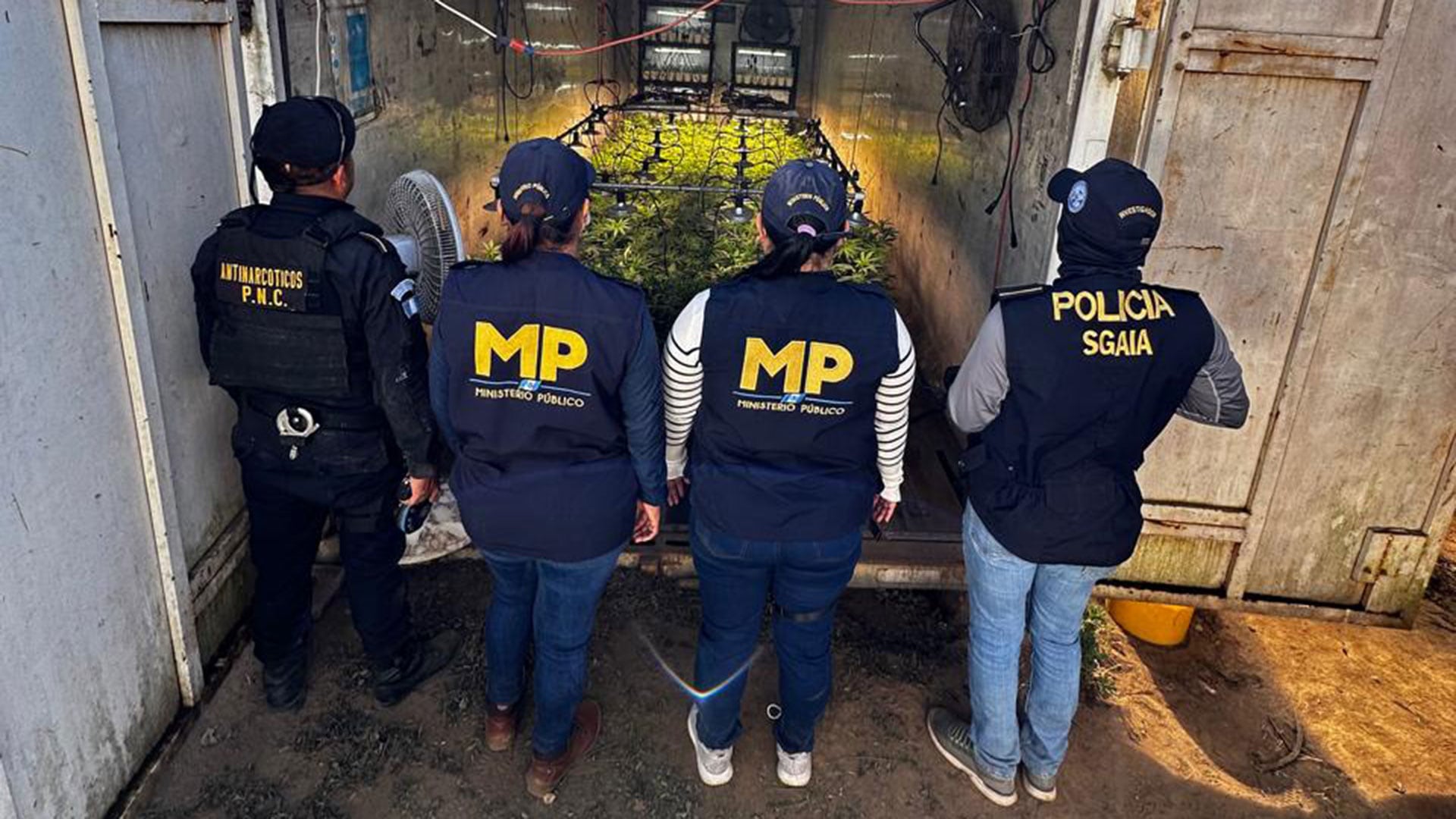 Las fuerzas de seguridad de Guatemala descubren un cultivo de marihuana oculto en San Andrés Itzapa, Chimaltenango. (Fotografía: Ministerio Público de Guatemala)
