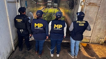 PNCdeGuatemala y el Ministerio Público localizan plantación de marihuana en Chimaltenango
