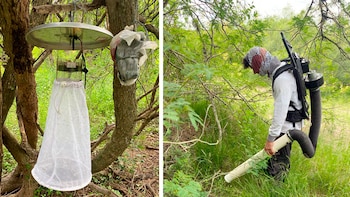 Trampa de luz para la colecta de mosquitos adultos en el estudio de vectores. Der: aspirado de mosquitos adultos mediante aspirador mecánico de mochila. Fotos: gentileza investigador