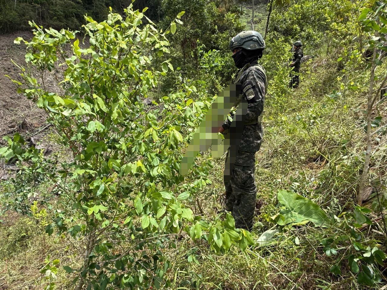 Plantación de hoja de coca. (Foto: Fuerzas Armadas de Honduras)