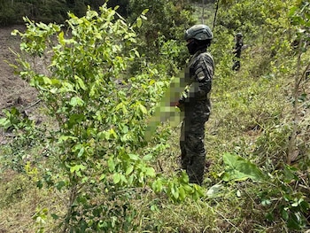 En los narcolaboratorios se encontraron precursores químicos empleados en la elaboración de sustancias ilícitas. Las fuerzas de seguridad también eliminaron una plantación de marihuana con aproximadamente 11,000 plantas. (Foto: Fuerzas Armadas de Honduras)