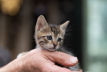 La Ley de Bienestar Animal establece los supuestos en los que se pueden regalar cachorros de una camada. (Freepik)