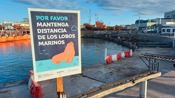 Cerraron la lobería más grande