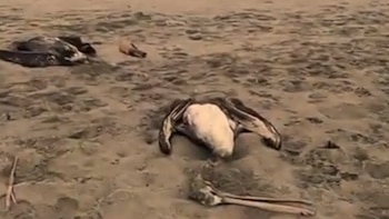 Las playas de Pisco registran la aparición diaria de pelícanos y otras aves marinas muertas. Captura de pantalla