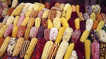 Perú produjo 856 mil toneladas de maíz y exportaciones superaron los USD 46 millones