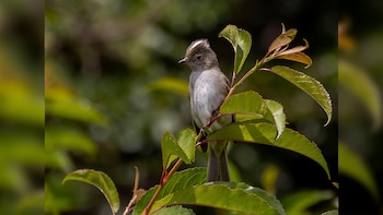 El Fiofío Silbón es un pájaro patagónico del tamaño de un gorrión que cada año viaja más de 6.000 kilómetros de noche entre el sur de Sudamérica y Brasil.