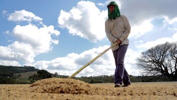 Las exportaciones de café brasileño