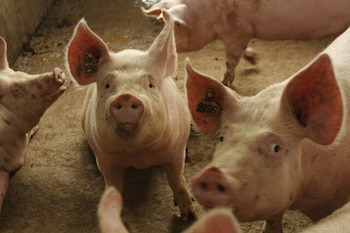 Investigadores chinos lograron reactivar la actividad cerebral en cerdos una hora después de la muerte, sugiriendo que la reanimación en humanos podría extenderse, permitiendo más tiempo para salvar vidas en casos críticos de paro cardíaco (Colprensa)