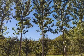 El proceso para obtener madera
