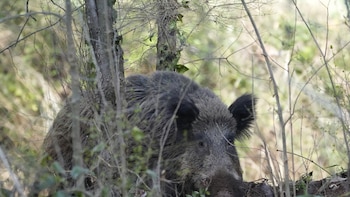 El plan de la Generalitat