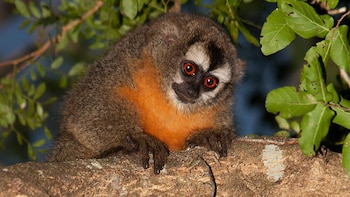 En la especie de Mirikiná