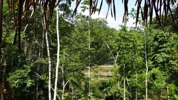 La deforestación amenaza el equilibrio