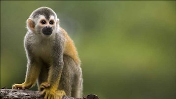 En el Parque natural de