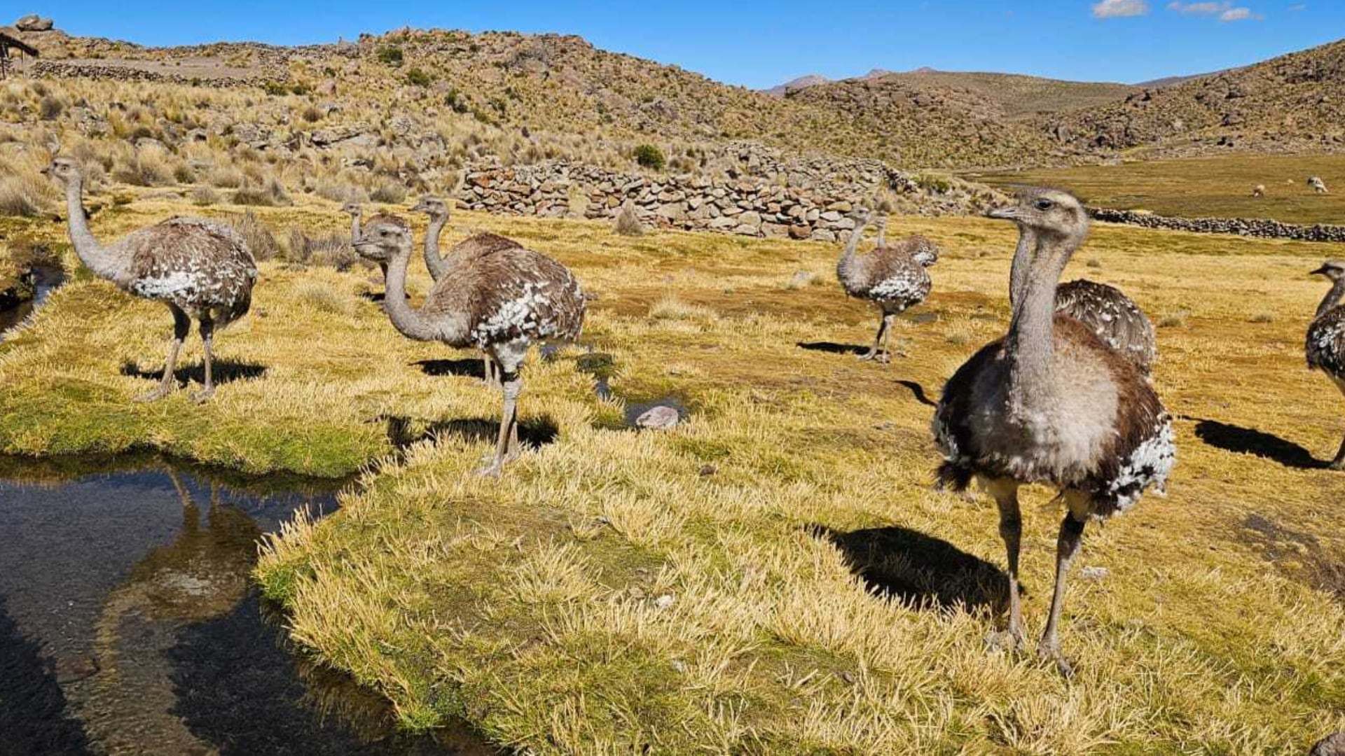 La falta de presupuesto amenaza el funcionamiento de tres centros de conservación del suri en Puno, donde permanecen bajo cuidado cerca de 140 ejemplares. Autoridades impulsan una mesa técnica y piden recursos urgentes para evitar retrocesos en la protección de esta especie emblemática del altiplano. Difusión