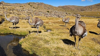 El ave corredora más grande del altiplano peruano enfrenta una nueva amenaza: falta de presupuesto pone en riesgo su conservación en Puno