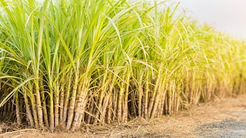 Rey del azúcar: un heredero