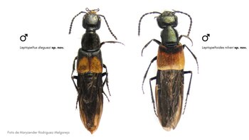Investigadores examinaron muestras recolectadas en los bosques de los Andes peruanos, donde fueron identificadas dos nuevas especies para la ciencia.