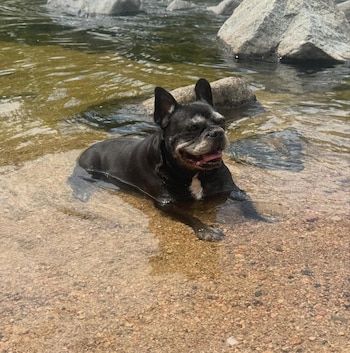 Un perro negro con hocico canoso y una mancha blanca en el pecho está sumergido hasta el pecho en agua clara y poco profunda. Hay rocas grandes en el fondo y alrededor. El perro mira hacia la derecha con la lengua fuera