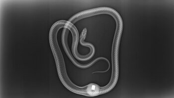 La serpiente se comió una