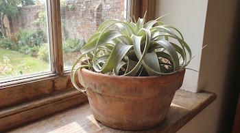 Una planta Tillandsia de hojas verdes plateadas en una maceta de terracota sobre un alféizar de madera, con un jardín visible a través de la ventana.