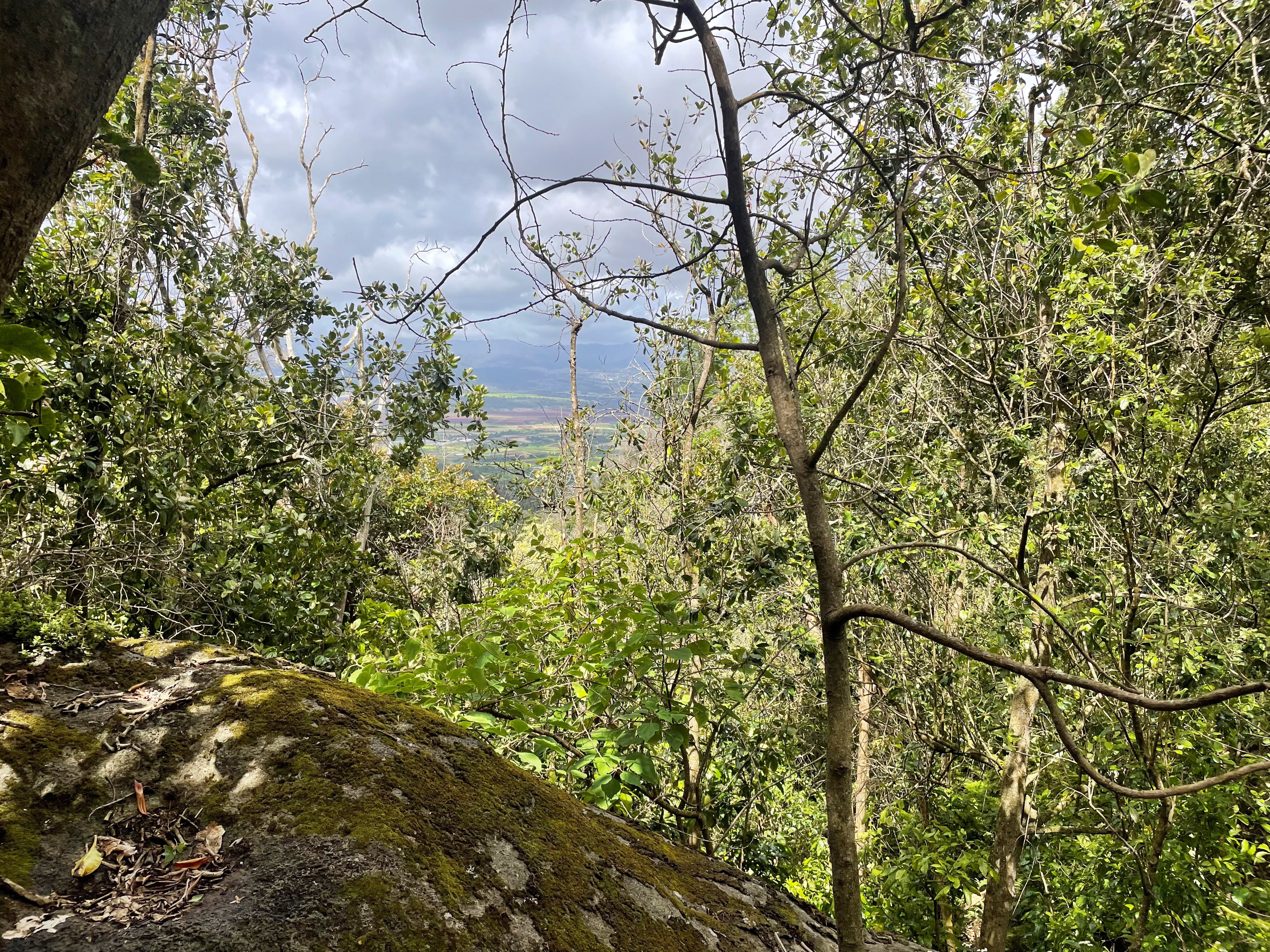 El estudio muestra que los cerdos de Hawái descienden de animales domésticos introducidos por humanos desde Asia hace miles de años/Archivo Rubinoff lab, Entomology Section, University of Hawaii/Vía Reuters