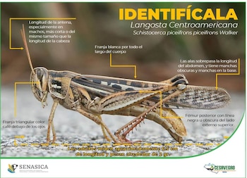 La langosta centroamericana tiene una