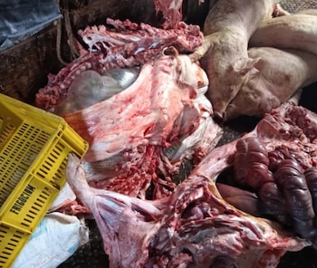 Carne ilegal en el departamento